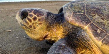 İztuzu Sahili’nde caretta caretta sezonu başladı