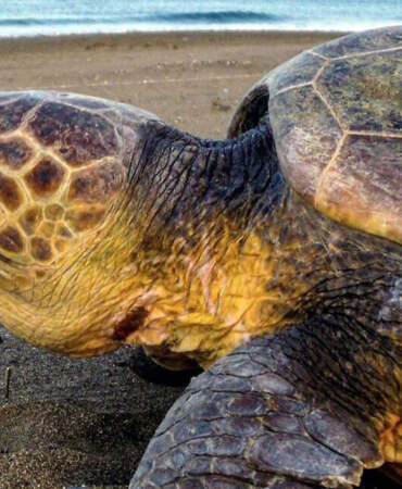 İztuzu Sahili’nde caretta caretta sezonu başladı