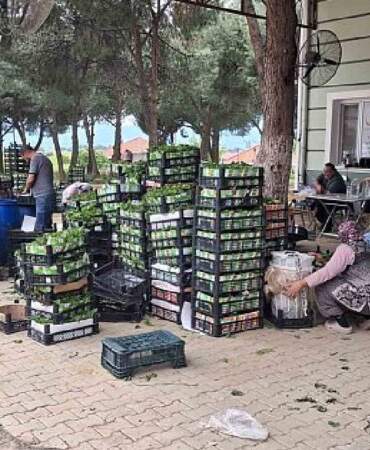 Sabah erkenden mesai başlıyor! Tüccarlar kilosunu 100 TL’den alıyor