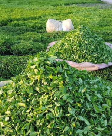 Avrupa’nın yeni şampiyonu belli oldu! Boş arazide bile yetişiyor, İngiltere’yi bile solladı geçti