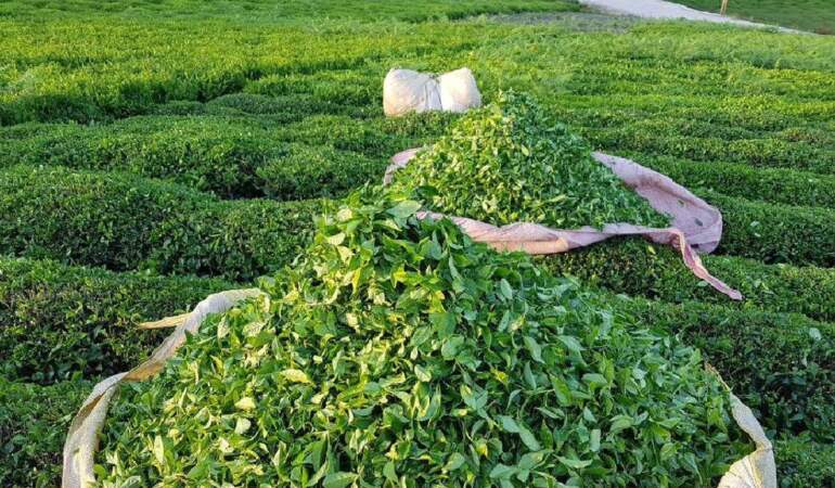 Avrupa’nın yeni şampiyonu belli oldu! Boş arazide bile yetişiyor, İngiltere’yi bile solladı geçti