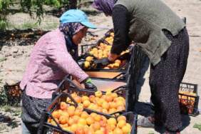 Çukurova’da yetişiyor, kilosu 60 TL’den satılıyor! İşçiler yoğun mesaiyle çalışıyor
