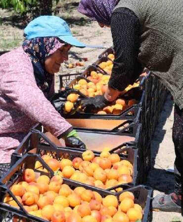 Çukurova’da yetişiyor, kilosu 60 TL’den satılıyor! İşçiler yoğun mesaiyle çalışıyor