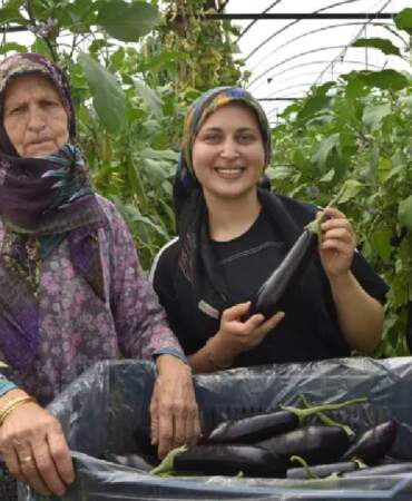 Nineden toruna geçen üretim! 3 kuşaktır yaz-kış demeden hasat yapıyorlar