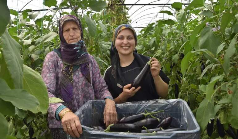 Nineden toruna geçen üretim! 3 kuşaktır yaz-kış demeden hasat yapıyorlar