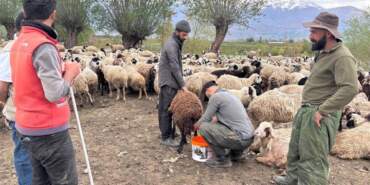 Türkiye’de bir ilk! Afgan çobanlar asgari ücretle göreve başladı