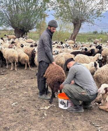 Türkiye’de bir ilk! Afgan çobanlar asgari ücretle göreve başladı