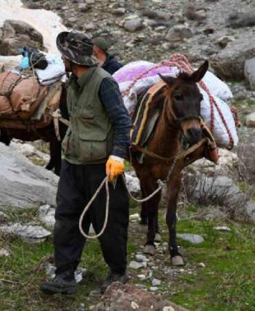 Sabah ezanında katırlara atlayıp yola çıkıyorlar! Dağ bayır gezip tek tek topluyorlar