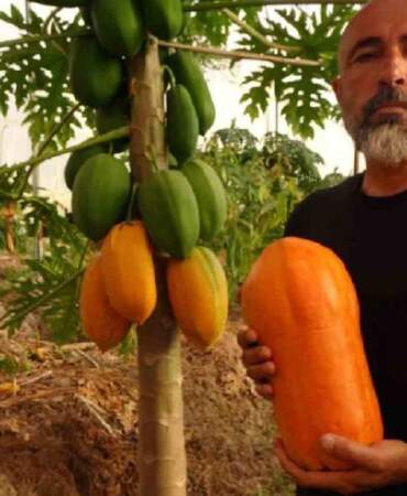 Özenle toplanıyor, bir çok kişi tadını bilmiyor! Antalya’da hasadı başladı: 90 TL’den satılıyor