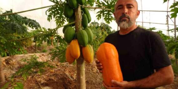 Özenle toplanıyor, bir çok kişi tadını bilmiyor! Antalya’da hasadı başladı: 90 TL’den satılıyor