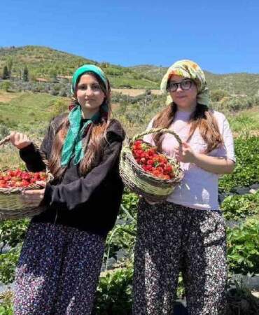 Gençler topladı, hasadı tamamlandı! Salihli’de çilekler sofralara ulaştırılacak