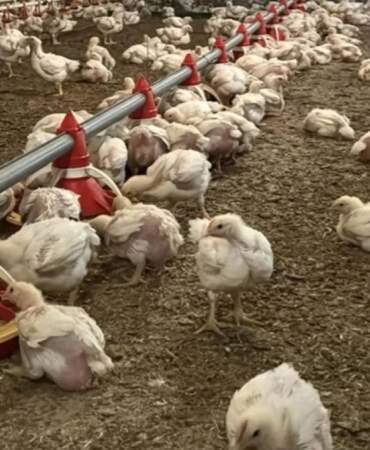 Yıllık 50 milyon yumurta üretiyordu: 43 yıllık şirket için iflas kararı