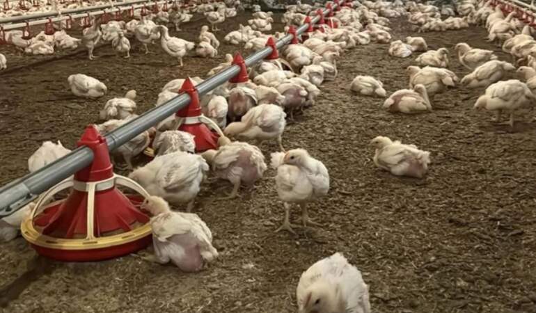 Yıllık 50 milyon yumurta üretiyordu: 43 yıllık şirket için iflas kararı
