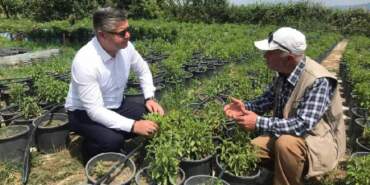 Az suyla yetişiyor, üreticilerin yeni gözdesi oluyor: Şekerden daha çok tat veriyor: Kilosu 1750 TL