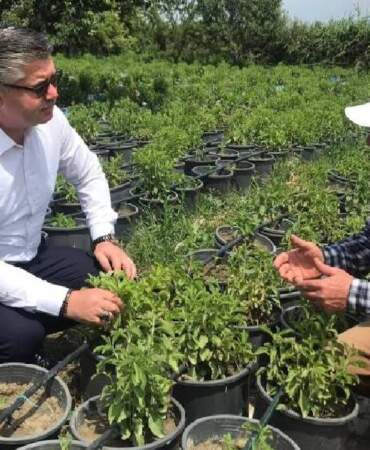 Az suyla yetişiyor, üreticilerin yeni gözdesi oluyor: Şekerden daha çok tat veriyor: Kilosu 1750 TL