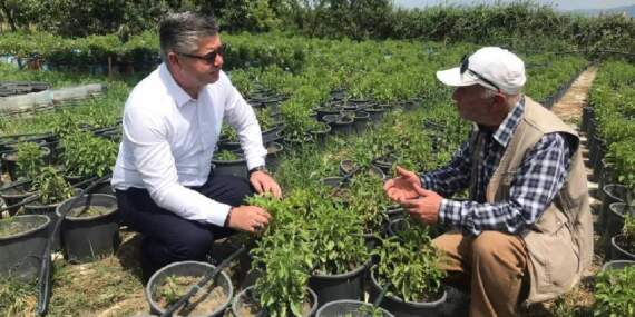 Az suyla yetişiyor, üreticilerin yeni gözdesi oluyor: Şekerden daha çok tat veriyor: Kilosu 1750 TL
