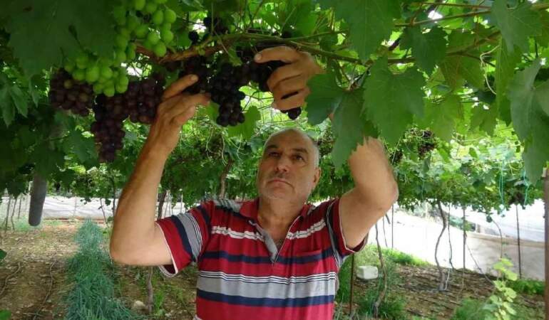 İşçiliği az, getirisi iyi! ‘Siyah inci’ hasadı başladı, kilosu 250 TL