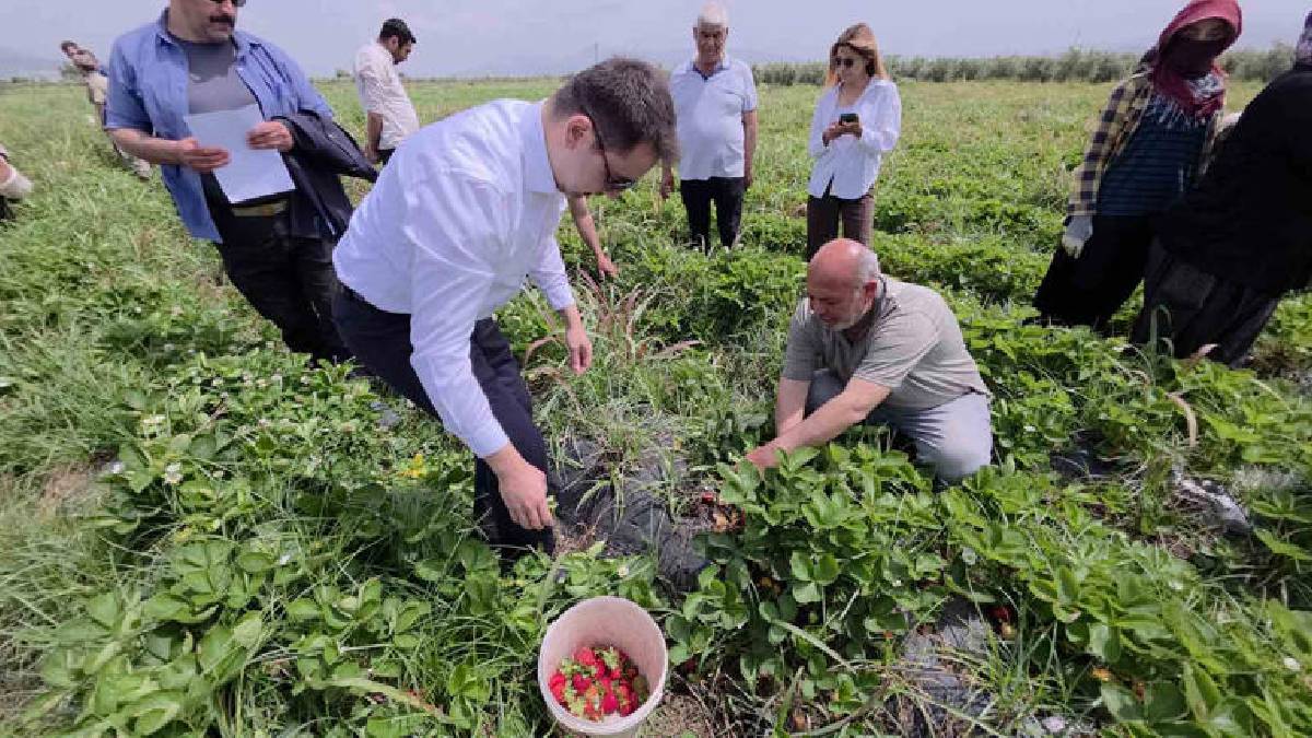 ‘Lokum tadında’ ürünün hasadı başladı! Tarlada 80 TL’ye satılıyor