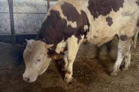 Özel yemlerle besleniyor, bebek gibi bakılıyor! 600 kiloluk Varto göz kamaştırıyor