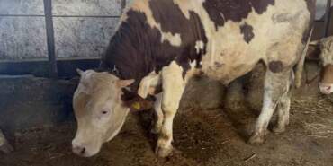 Özel yemlerle besleniyor, bebek gibi bakılıyor! 600 kiloluk Varto göz kamaştırıyor