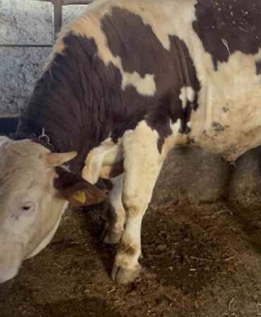 Özel yemlerle besleniyor, bebek gibi bakılıyor! 600 kiloluk Varto göz kamaştırıyor