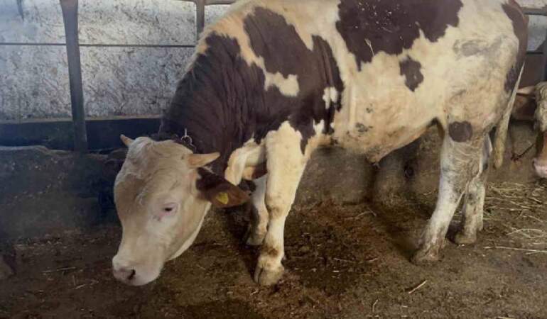 Özel yemlerle besleniyor, bebek gibi bakılıyor! 600 kiloluk Varto göz kamaştırıyor