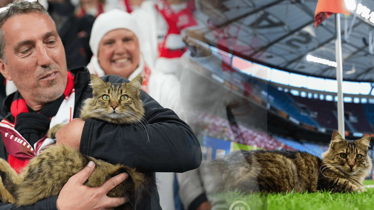 Beşiktaş’taki Avrupa Finalinde Kedi Sürprizi: Herkes Bu Sevimli Misafiri Konuşuyor