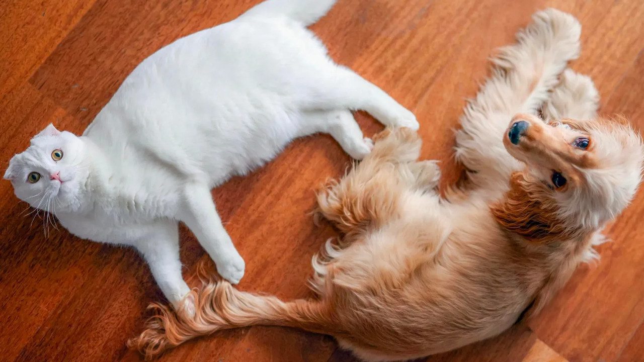 CHP’nin Kedisi Zafer ve Köpeği Mayıs’tan Güzel Haber