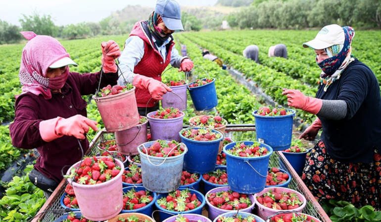 Emiralem Çileği Dünyaya Açılıyor! 3 Günlük Dev Festival İçin Geri Sayım Başladı