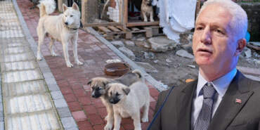 İstanbul Valisi Davut Gül’den Belediyelere Talimat: İstanbul Genelinde Sahipsiz Tek Bir Köpek Bulunmayacak