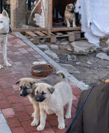 İstanbul Valisi Davut Gül’den Belediyelere Talimat: İstanbul Genelinde Sahipsiz Tek Bir Köpek Bulunmayacak