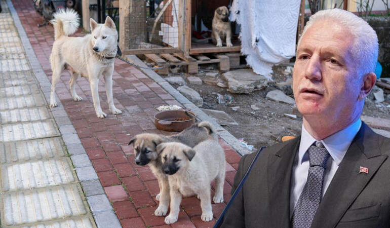 İstanbul Valisi Davut Gül’den Belediyelere Talimat: İstanbul Genelinde Sahipsiz Tek Bir Köpek Bulunmayacak