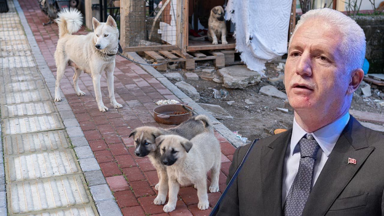 İstanbul Valisi Davut Gül’den Belediyelere Talimat: İstanbul Genelinde Sahipsiz Tek Bir Köpek Bulunmayacak