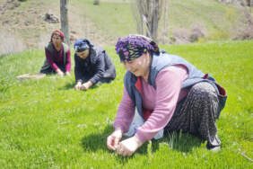 Jiletle Tek Tek Toplanıyor, Altın Değerinde Satılıyor: Sivas’ta Hasat Başladı