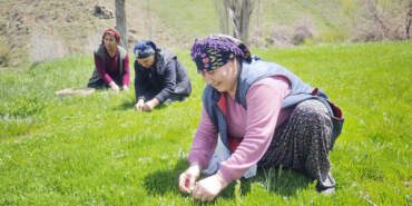 Jiletle Tek Tek Toplanıyor, Altın Değerinde Satılıyor: Sivas’ta Hasat Başladı
