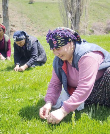 Jiletle Tek Tek Toplanıyor, Altın Değerinde Satılıyor: Sivas’ta Hasat Başladı