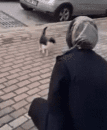 Kediye Vahşet Kamerada! ‘Gel Annem Gel’ Diye Çağırdı, Yüzüne Kimyasal Sıktı
