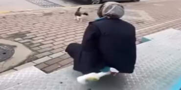 Kocaeli’de Kediye Yağ Çözücülü İşkenceye Adli Kontrol!