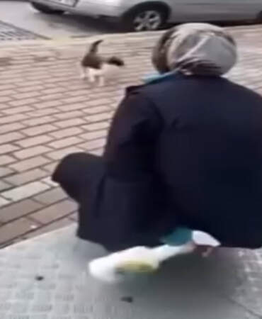 Kocaeli’de Kediye Yağ Çözücülü İşkenceye Adli Kontrol!
