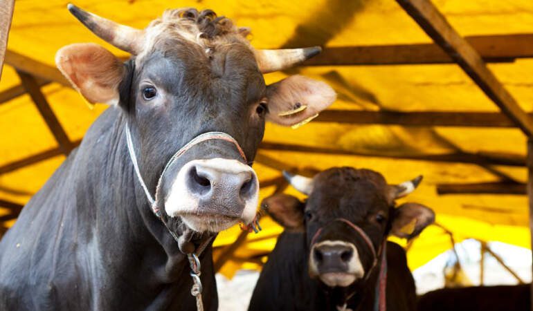 Kurban Bayramı Öncesi Yeni Tuzak: Kurbanlık Alırken Bu Hatayı Yapmayın