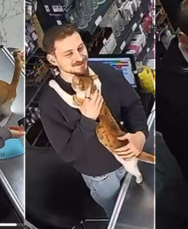 Rize’de Sokak Kedisi Her Gün Sahibinin Boynuna Sarılıyor: Vefanın Böylesi…