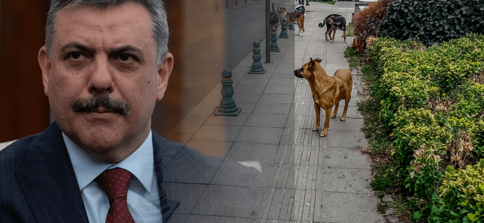 Sokak Hayvanları İçin Kritik Eşik: Bakan Çiftçi Tarih Verdi, Belediyeleri Uyardı