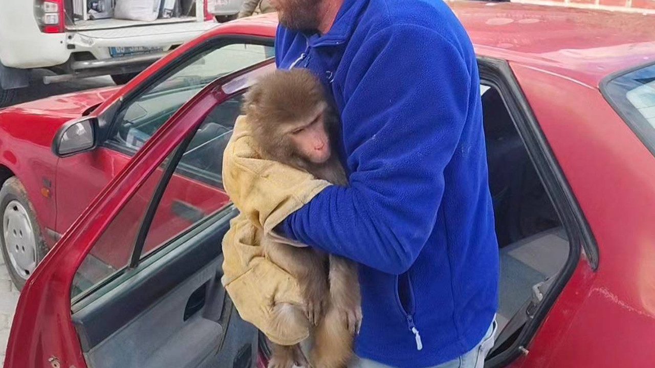 Yozgat Bozkırında Şaşırtan Misafir: Nereden Geldiği Bilinmiyor