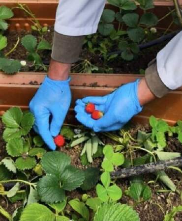 Karadeniz yosunlarından gübre gübreden çilek üretildi! İlk hasat başarıyla yapıldı