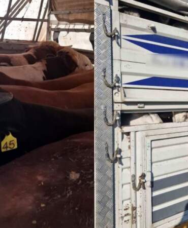 İstanbul’da kaçak kurbanlık operasyonu: 126 hayvana el konuldu, sürücülere 626 bin TL ceza