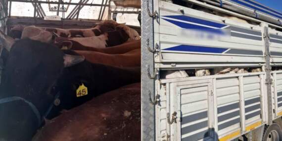 İstanbul’da kaçak kurbanlık operasyonu: 126 hayvana el konuldu, sürücülere 626 bin TL ceza