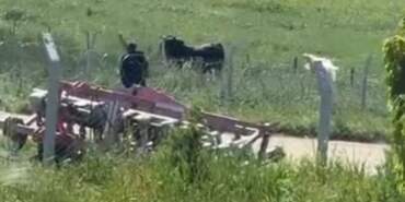 Kurbanlıklar Kaçtı, Kovalamaca Yaşandı