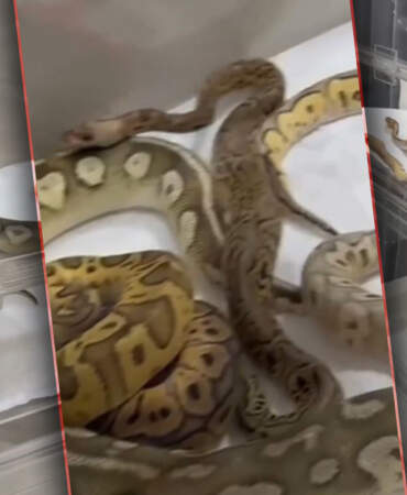 Kafesleri Açan Ekipler Gözlerine İnanamadı: Odalardan Piton ve Kral Yılanları Fışkırdı!