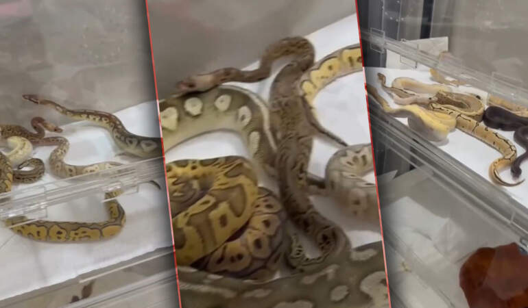 Kafesleri Açan Ekipler Gözlerine İnanamadı: Odalardan Piton ve Kral Yılanları Fışkırdı!