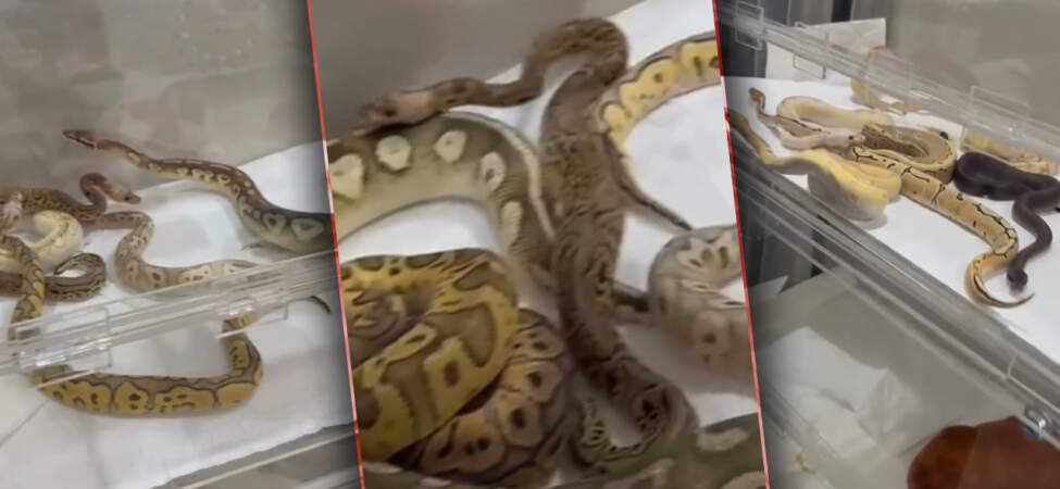 Kafesleri Açan Ekipler Gözlerine İnanamadı: Odalardan Piton ve Kral Yılanları Fışkırdı!